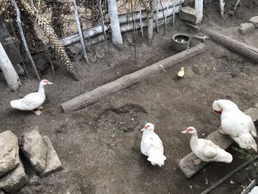 ordek balasi nece gune cixir: 4 eded lal ordek ag
