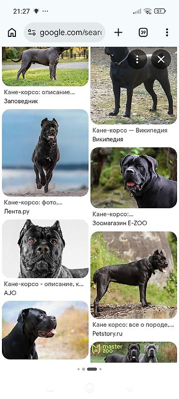 Вязка: Кане-корсо, Самец, 1 год at lalafo.kg Вязка: Кане-корсо, Самец, 1 год