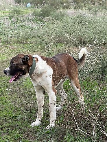 cane corso tap az: Qurdbasar, 2 il, Erkək, Peyvəndli, Rayonlara çatdırılma — 9