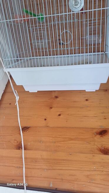 Qəfəslər: Papuqaylar üçün qəfəs satıram. Qəfəs böyükdür, genişdir. Bazaradan 30 -da lalafo.az — 4 Qəfəslər: Papuqaylar üçün qəfəs satıram. Qəfəs böyükdür, genişdir. Bazaradan 30 — 4