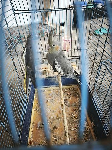papuqay type 0: Nymph quşları (Cockatiel) – 2 ədəd, qəfəs və aksesuarlarla birlikdə — 1