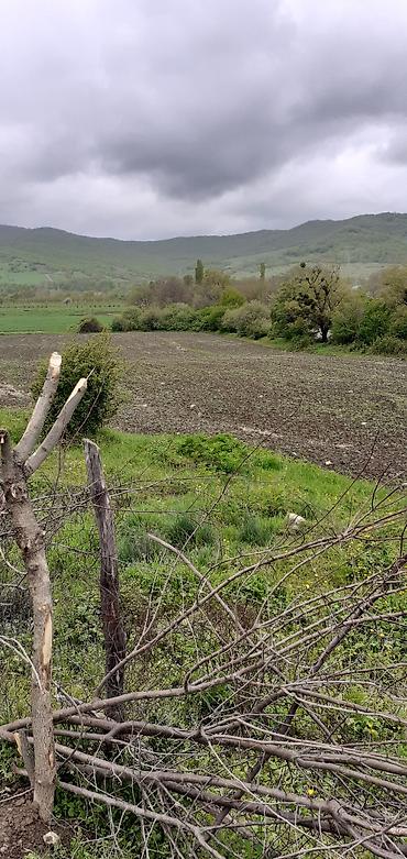 quba rayonu: 41 sot, Kənd təsərrüfatı, Mülkiyyətçi — 4