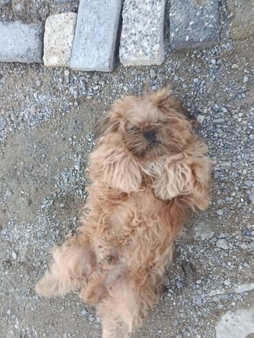 İtlər: Pudel, 8 ay, Erkek, Peyvəndli, Pulsuz çatdırılma — 10