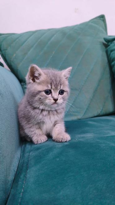 Pişiklər: Şotland, Erkək, Dişi — 20