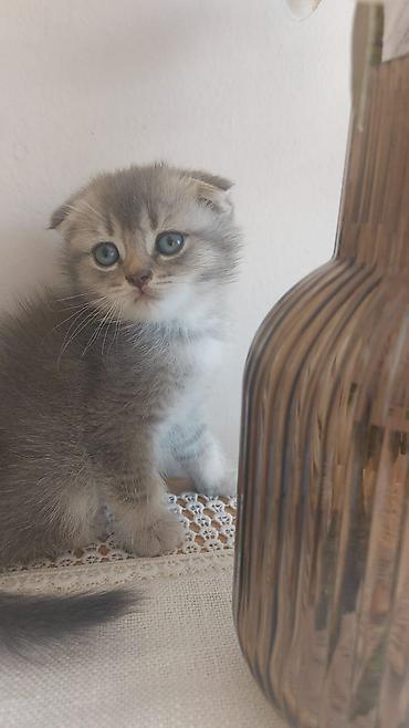 Şotland yastı qulaq lalafo.az -da Şotland yastı qulaq