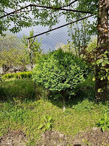 agac satisi baki: Buxus (şimşir) dekorativ kolları – formal heykəllər və canlı hasarlar — 1