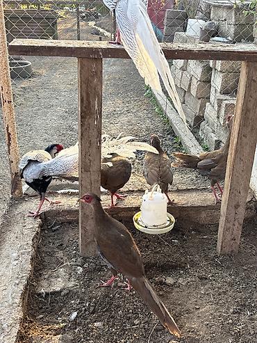 atlarin satisi: Qirqovul satilir . Bakiya getirerik — 1