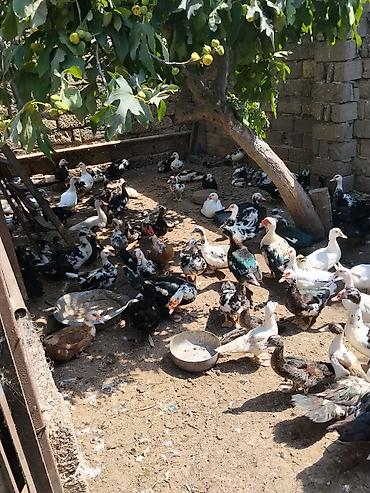heyvan yemlərinin satışı: Lal ördək topdan satılır sağlam heyvanlarardı

250yə yaxın — 3