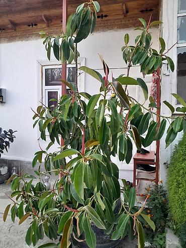 цветок фикус: Фикус в кадках (Ficus elastica, каучуконосный) - Крупные взрослые — 5