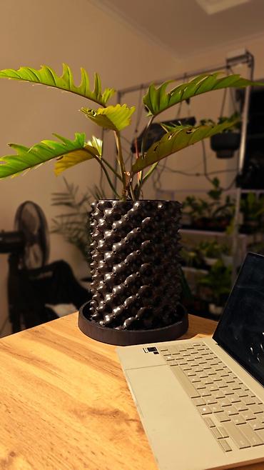филодендроны: 🟢 Филодендрон Плуто (Philodendron Pluto) Х2 растения в одном горшке — — 2