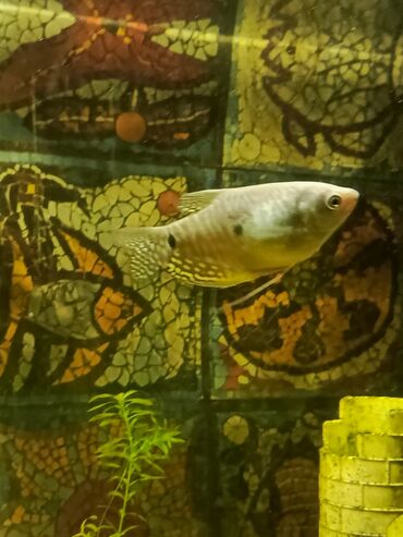 akvarium dekorlari: Qurami balığı tam saglam balıqdır 9 sm qarnı dolu disidi cüte hazir