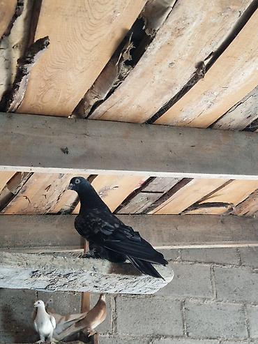 Другие с/х животные: Порода: СРОЧНО МОГУ ПРОДАТЬ ОПТОМ ЦЕНОЙ НЕ ОБИДЕМ декоративные голуби — 9