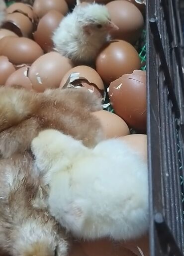 яйцо брамы: Продаю | Цыплята