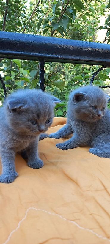 Pişiklər: Britan — 3