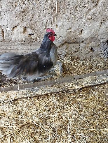 Куры, петухи: Продаю | Петух | Для разведения — 4