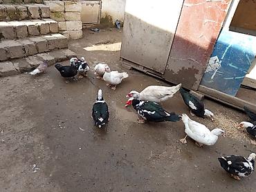 Ördəklər: Kom şeklinde SATLİR Erkey 2 denedi 10 dişi di tecılı satlir erkeyler — 16