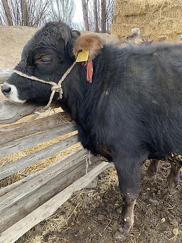 Коровы, быки: Продаю | Бык (самец), Музоо, торпок | Ангус, Абердин-ангус | На откорм, На забой — 8