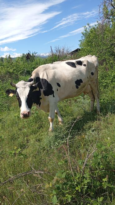 порода голштин: Продаю | Корова (самка) | Голштин | Для молока
