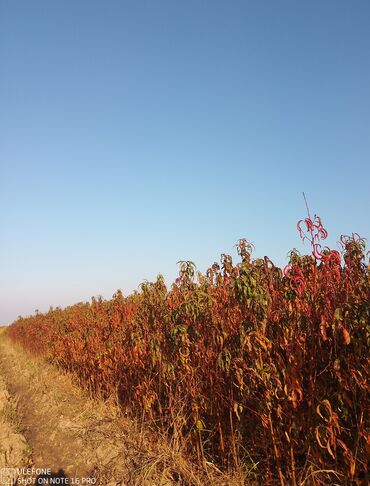 Şitillər: Meyvə tingləri satışdadır və sağlam zəmanətli sifariş verə bilərsiz -da lalafo.az — 7 Şitillər: Meyvə tingləri satışdadır və sağlam zəmanətli sifariş verə bilərsiz — 7