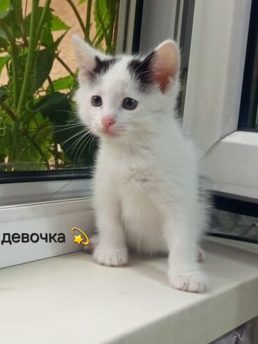 Отдам даром кошку: Кошка даром: Беспородная, 2 месяца, Девочка, Приучена к лотку