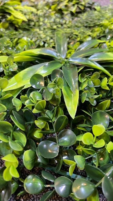 Süni güllər: Süni yaşıl divar paneli müxtəlif yaşıl yarpaqların və qırmızı — 25