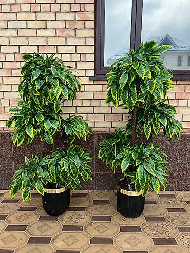 Декоративные цветы: 🌿 Мы — Mayram Decor KG, ваш надежный партнёр в создании эффектных и — 15