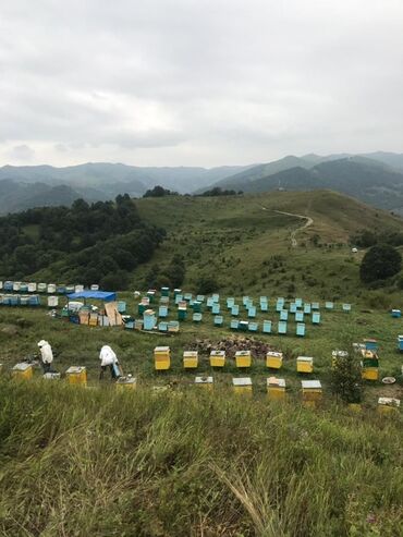 Bal: Kəlbəcər balı – dağ-çiçək və yaylaq balı, həmçinin çökə (linden) balı -da lalafo.az — 8 Bal: Kəlbəcər balı – dağ-çiçək və yaylaq balı, həmçinin çökə (linden) balı — 8