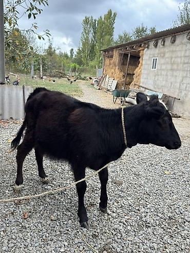 Dana, buzov, Dişi, ay: 4, Ətlik lalafo.az -da Dana, buzov, Dişi, ay: 4, Ətlik