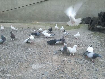 Göyərçinlər: Məhsul: Güvənçinlər (xüsusi uçuş və rəng çeşidləri) Təsvir: - — 6