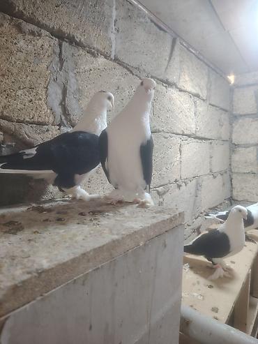 Ela quslardir teriflemirem göz qabağındadır gələndə riyal gozunen