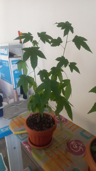 Китайская роза (Гибискус): Китайская роза (Гибискус) — 5