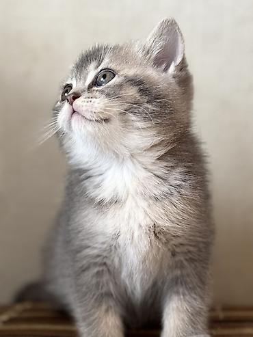 Pişiklər: British tipli pişik balaları - Cins: British Shorthair (şəkillərdə — 1