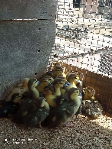akvarium satilir: Lal ördək balaları satılır 15 günlük.Ünvan:Şüvəlan.İçərisində — 2