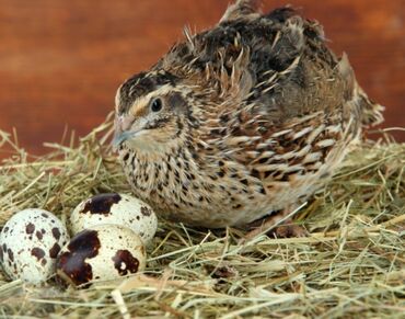 Çaydanlar: ✨ Satılır: Yumurtlayan bildirçinlər 🐦🥚 Hər gün təzə yumurta verən