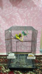 cennet qusu: 4 ədəd tutuquşu Erkey maya 2 dişi 2 Erkey qəfəslə birgə qəfəs çox