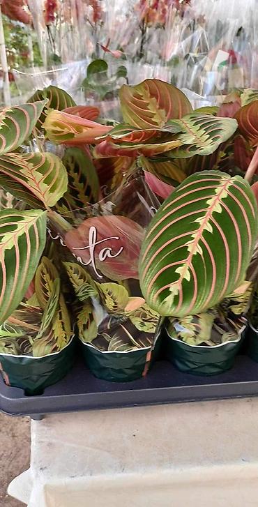 Sobne biljke: Maranta — 1