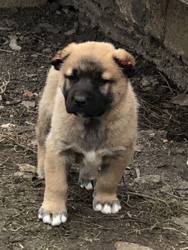 İtlər: Qurdbasar, 1 ay, Erkek — 3