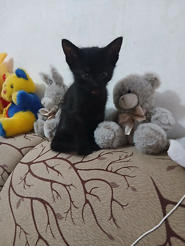 котята сиамские купить: Сиамская, 2 месяца, Мальчик, Биколор — 5