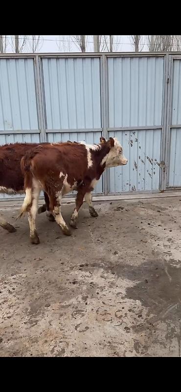 Dana, buzov: Məhsul: Simmental tipli dana cütlüyü - Rəng: qırmızı-ağ ləkəli, açıq -da lalafo.az — 8 Dana, buzov: Məhsul: Simmental tipli dana cütlüyü - Rəng: qırmızı-ağ ləkəli, açıq — 8