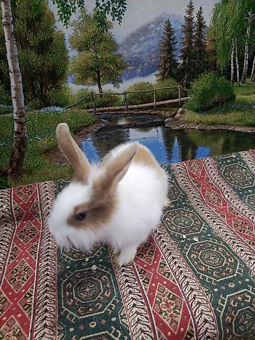 Dovşanlar: Dovşan Ag kariçni Yarı cırtdan çox gözəl Sort dovşandı. Şəkillərdə — 7