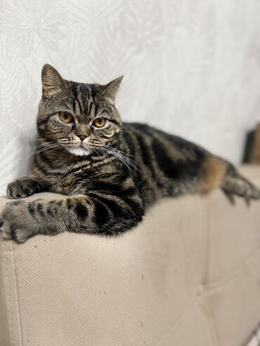 корм для кошек: Скотиш Страйт (Шотландская прямоухая), 1 год, Девочка, Черепаховый, Кастрирована, Приучена к лотку, Проглистована