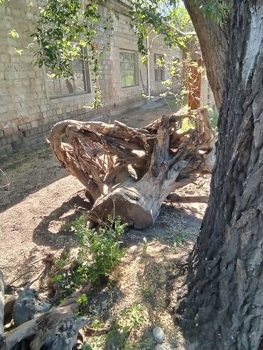 щенок даром: Пеньки карагач сухие отдаю бесплатно. Самовывоз