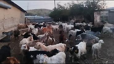 inəyin od dasi: Salam aleykum keçi satılır 100_başdan yuxarıdır irili xırdalı öz — 1