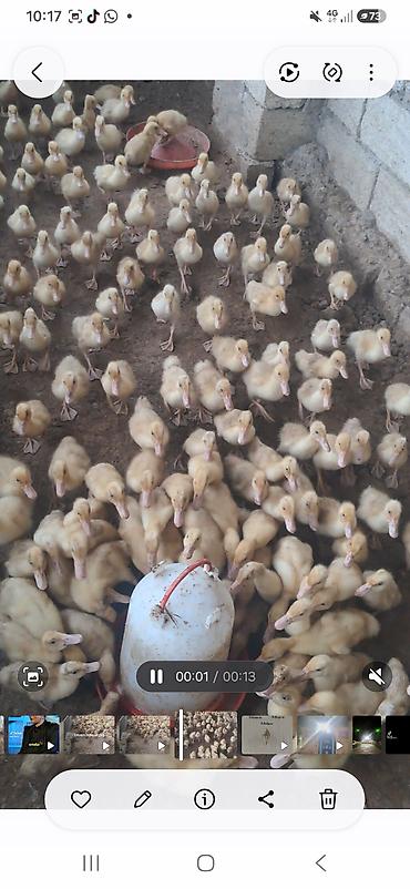 23 unluck Pekin ordeykleri super ela 3 manata