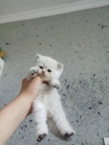 Pişiklər: Britan yastı qulaq, Erkək, Dişi, Yaxşı əllərə, Ünvandan götürmə, Pulsuz çatdırılma, Ödənişli çatdırılma — 14