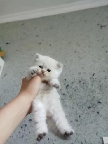 Pişiklər: Şotland yastı qulaq, Erkək, Dişi, Yaxşı əllərə, Rayonlara çatdırılma, Ünvandan götürmə, Pulsuz çatdırılma — 8