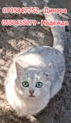 бенгальский леопардовый кот: Мышык бекер берилет: Скотиш Фолд (Шотландиялык шалпаң кулак), 1 жаш, Эркек