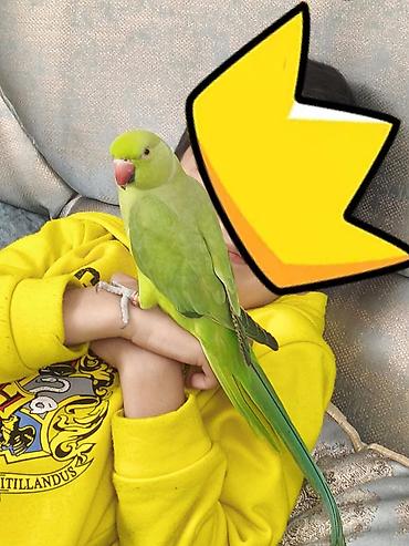 bulbul quşu satışı: Məhsul: Yaşıl Halsiz İsgəndər tutuquşusu (Ringneck Parakeet) Təsvir — 3