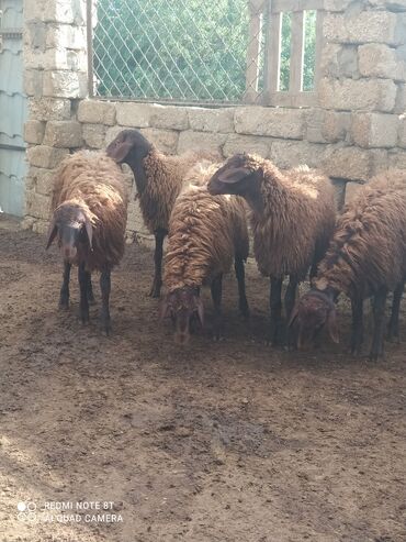 Qoyunlar, qoçlar: Erkək, Qala, il: 1