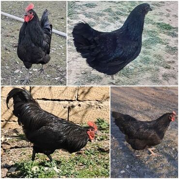 avstrolop toyuqlari haqqinda melumat: Toyuq, Australorp, Damazlıq, Pulsuz çatdırılma